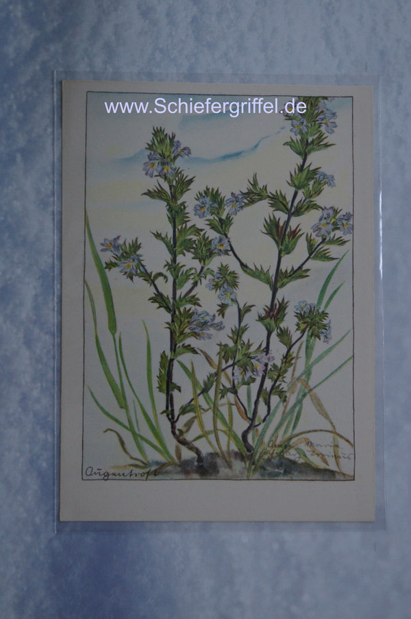 alte Postkarte PK AK ungelaufen Augentrost Blumenfeen Nr96