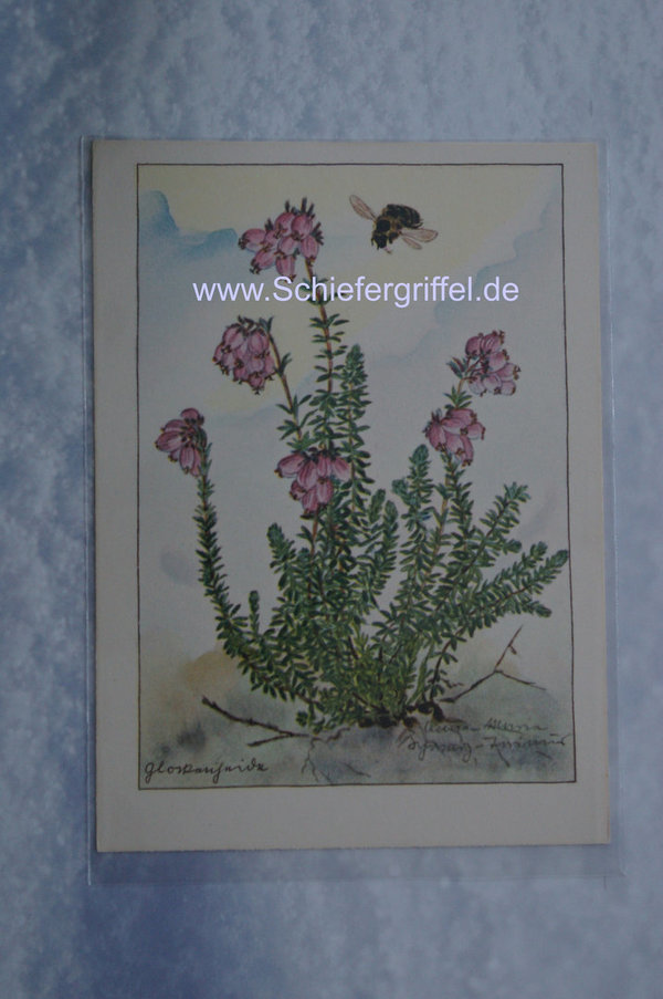 alte Postkarte PK AK ungelaufen  Blumenfeen Nr100