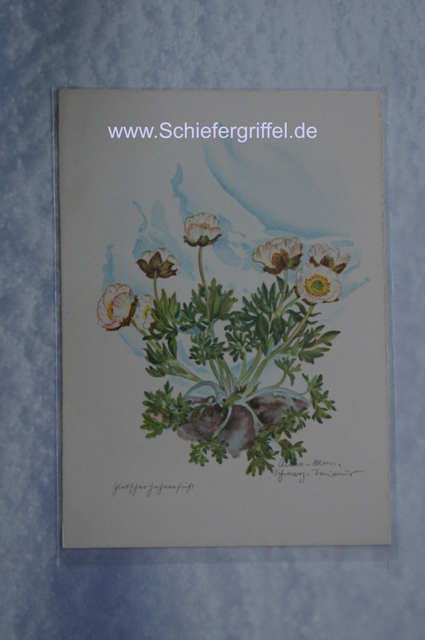 alte Postkarte PK AK ungelaufen  Blumenfeen Nr101