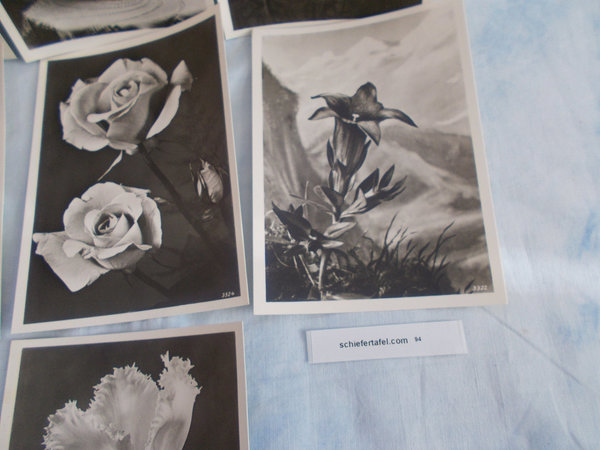 8 alte Postkarte PK AK ungelaufen, Blumen, Graustufen, Natur, STC-A94